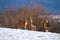 Mouflon family standing and watching in wintertime