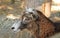 Mouflon female