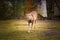 Mouflon female standing on grass