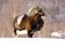 Mouflon hunting