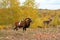 Mouflon male and fallow deers