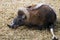 Mouflon male gnaws his leg