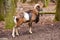 Mouflon Male Ovis musimon with big curvy horns in the German forest