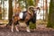 Mouflon Male Ovis musimon with big curvy horns in the German forest