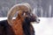 Mouflon Male Ovis musimon. The portrait close up