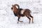 Mouflon Male in Winter Wild nature ovis musimon