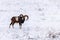 Mouflon Male in Winter Wild nature ovis musimon