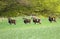 Mouflon males on pasture