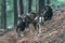 Mouflon males on slope in hilly pine forest.