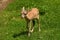 Mouflon musmon animal in green grass