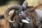 Mouflon, ovis aries
