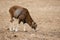 Mouflon, ovis musimon, female adult sheep feeding in winter with copy space.