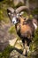 The mouflon (Ovis orientalis)