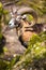 The mouflon (Ovis orientalis)