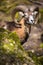 The mouflon (Ovis orientalis)