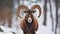 Mouflon, Ovis orientalis, forest horned animal in nature habitat. Close-up portrait of mammal with big horns, Generative AI