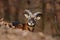 Mouflon, Ovis orientalis, forest horned animal in the nature habitat, portrait of mammal with big horn, Praha, Czech Republic