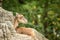 The mouflon Ovis orientalis orientalis having rest on rocks in ZOO Basel, green leaves in background,cute mammal, forest horned