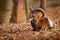 Mouflon, Ovis orientalis, portrait of mammal with big horns, Prague, Czech Republic. Wildlife scene form nature. Animal behavior