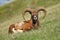 Mouflon on pasture