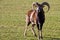 Mouflon portrait