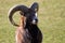 Mouflon portrait