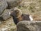 Mouflon portrait in stony back