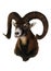 Mouflon portrait, wild goat