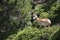 Mouflon in Pyrenees