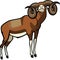 Mouflon Ram