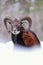 Mouflon ram looking on snowy meadow in wintertime nature.