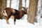 Mouflon ram standing and watching in forest in wintertime.