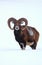 Mouflon ram in winter