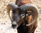 Mouflon sheep