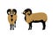 Mouflon sheep vector illustration