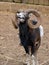 Mouflon in a small zoo