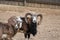 Mouflon in a small zoo