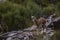 Mouflon in spring in Capcir, Pyrenees, France