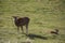 Mouflon in spring in Capcir, Pyrenees, France