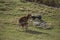 Mouflon in spring in Capcir, Pyrenees, France