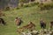 Mouflon in spring in Capcir, Pyrenees, France