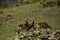 Mouflon in spring in Capcir, Pyrenees, France