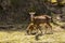 Mouflon in spring in Capcir, Pyrenees, France