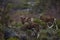 Mouflon in spring in Capcir, Pyrenees, France