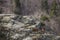 Mouflon in spring in Capcir, Pyrenees, France