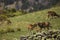 Mouflon in spring in Capcir, Pyrenees, France