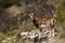 Mouflon in spring in Capcir, Pyrenees, France