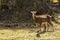 Mouflon in spring in Capcir, Pyrenees, France