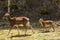 Mouflon in spring in Capcir, Pyrenees, France