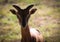 The mouflon is a subspecies group of the wild sheep Ovis orientalis